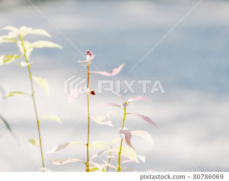 曬太陽的植物葉子 80786069