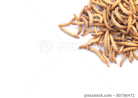 Pile of mealworms larvae feed isolated on white background Pile of mealworms larvae feed isolated on white background 80786472