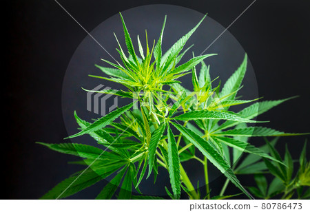 Cannabis or hemp marijuana plant leaves background 80786473