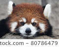 Red panda (face up, looking at camera) 80786479