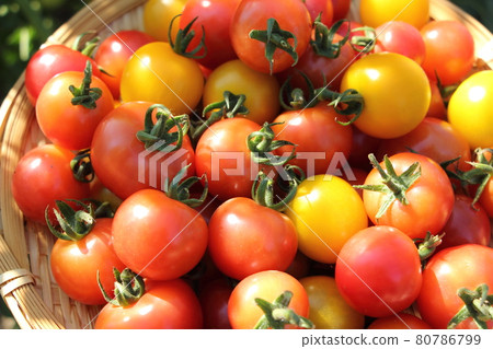 Harvesting mini tomatoes 80786799