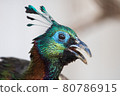 Himalayan monal (face up) 80786915