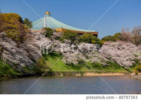 Chiyoda Ward, Tokyo, Cherry Blossoms at Imperial Palace and Nippon Budokan 80787363