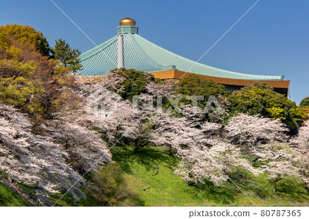 Sakura in the Imperial Palace and Nippon Budokan 80787365