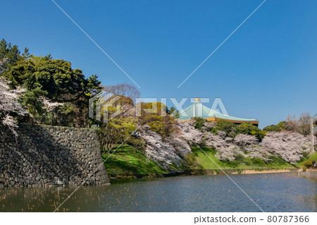 故宮櫻花和日本武道館 80787366
