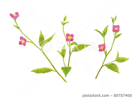 月見草的插圖 80787408