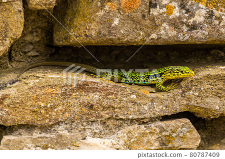 The Republic of Crimea. July 12, 2021. A bright multicolored mountain lizard crawls along the walls of the ruins of an ancient Genoese fortress in Sudak. The Republic of Crimea. July 12, 2021. A bright multicolored mountain lizard crawls along the walls of the ruins of an ancient Genoese fortress in Sudak. 80787409