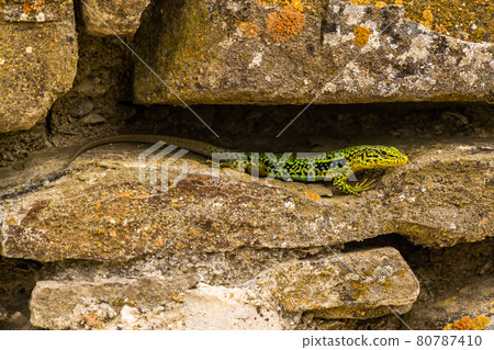 The Republic of Crimea. July 12, 2021. A bright multicolored mountain lizard crawls along the walls of the ruins of an ancient Genoese fortress in Sudak. The Republic of Crimea. July 12, 2021. A bright multicolored mountain lizard crawls along the walls of the ruins of an ancient Genoese fortress in Sudak. 80787410