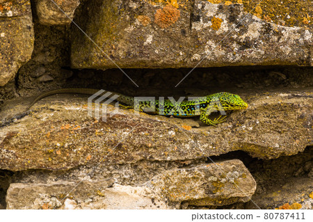 The Republic of Crimea. July 12, 2021. A bright multicolored mountain lizard crawls along the walls of the ruins of an ancient Genoese fortress in Sudak. The Republic of Crimea. July 12, 2021. A bright multicolored mountain lizard crawls along the walls of the ruins of an ancient Genoese fortress in Sudak. 80787411