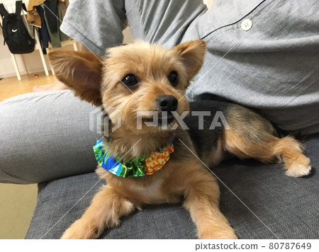 Dog wearing a scrunchie Dog wearing a scrunchie 80787649