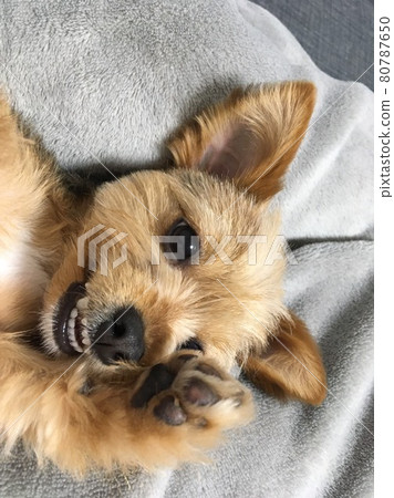 用手擺姿勢的狗 用手擺姿勢的狗 80787650