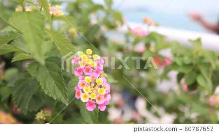 沖繩的美麗花朵 沖繩的美麗花朵 80787652