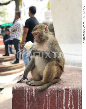 A wild monkey in a temple in Nepal. He has sweets as if they were being fed by humans. A wild monkey in a temple in Nepal. He has sweets as if they were being fed by humans. 80787779