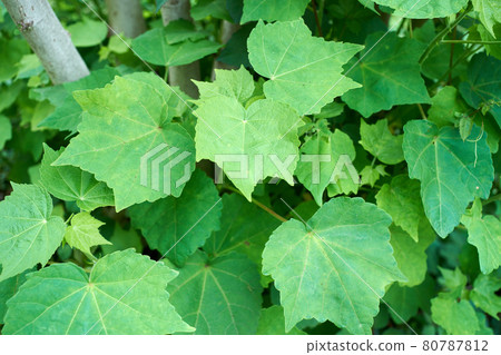 Fuyo leaves, up, green, outdoors 80787812