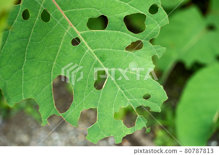 Leaves, worm-eaten holes, worm-eaten, macro 80787813