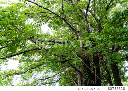 夏天櫻花樹 夏天櫻花樹 80787828