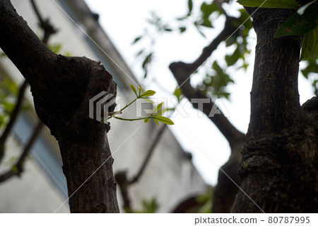 Sprouts, branches, stems, cherry blossoms, up Sprouts, branches, stems, cherry blossoms, up 80787995