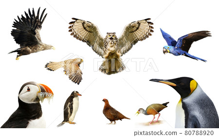A selection of birds on a white background A selection of birds on a white background 80788920