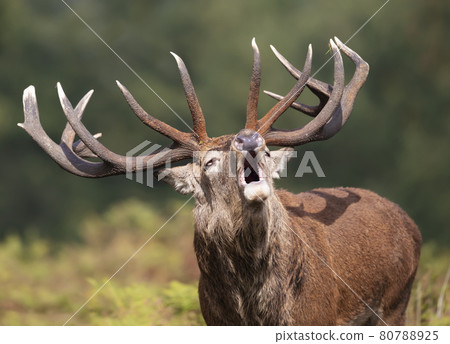 Portrait of a red deer stag calling 80788925