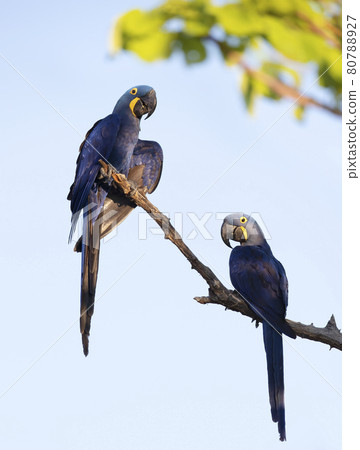 Close up of two Hyacinth macaw perched in a palm tree 80788927