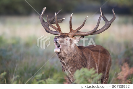 Portrait of a red deer stag calling Portrait of a red deer stag calling 80788932