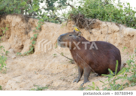 Close up of a Capybara with a yellow bird on a head Close up of a Capybara with a yellow bird on a head 80788949