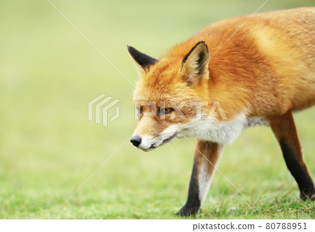 Portrait of a red fox against green background Portrait of a red fox against green background 80788951