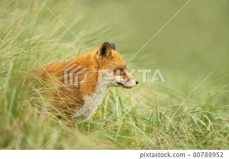 Portrait of a red fox sitting in green grass 80788952