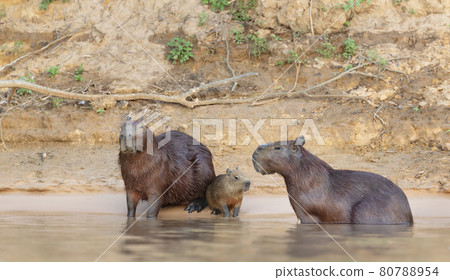 Family of Capybaras on a river bank Family of Capybaras on a river bank 80788954