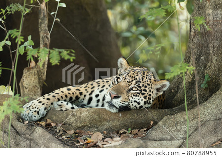 Jaguar lying on tree roots on a river bank 80788955