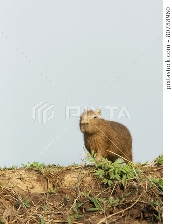 Close up of a baby Capybara standing on a river bank Close up of a baby Capybara standing on a river bank 80788960