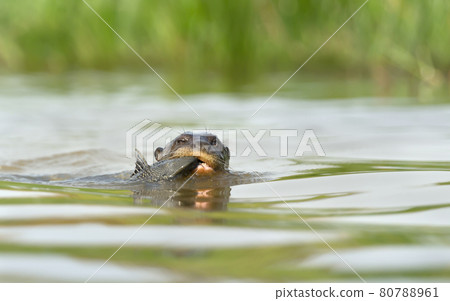 Giant River Otter eating a fish in water Giant River Otter eating a fish in water 80788961