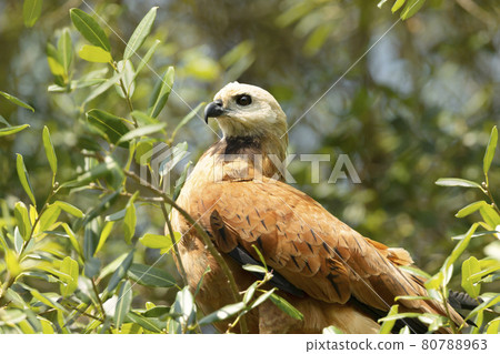 Close up of a Black-collared hawk perched in a tree 80788963