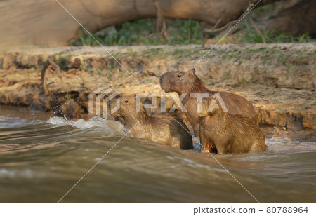 Group of Capybaras on a river bank 80788964
