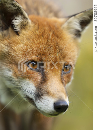 Portrait of a red fox in summer 80788965