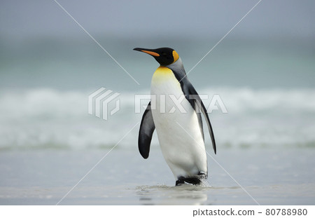 King penguin walking on a sandy beach 80788980