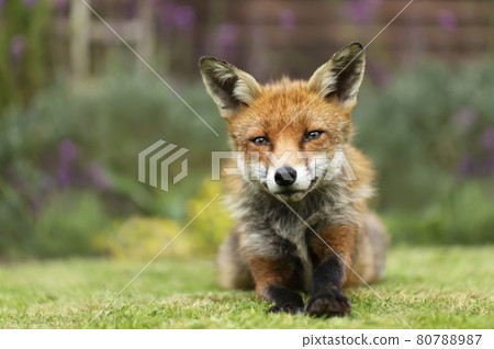 Close up of a red fox lying on green grass 80788987