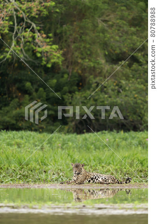 Close up of a Jaguar lying on a river bank 80788988