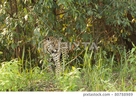 Close up of a Jaguar in a jungle 80788989