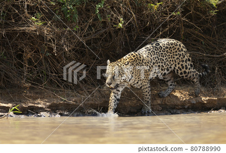 Jaguar walking in water along the river bank 80788990