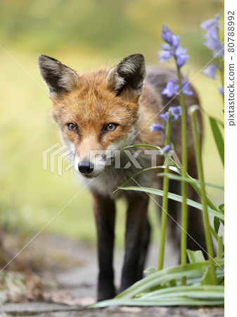 Close up of a Red fox near blue bells Close up of a Red fox near blue bells 80788992