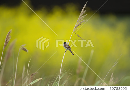 Common reed bunting perched on a reed Common reed bunting perched on a reed 80788993