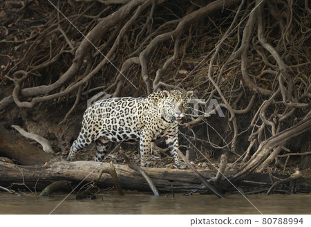 Close up of a Jaguar walking on a river bank 80788994