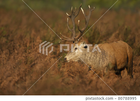Portrait of a red deer stag during rutting season in autumn Portrait of a red deer stag during rutting season in autumn 80788995