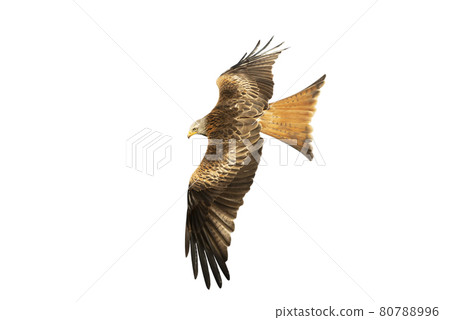 Red kite in flight against clear white background Red kite in flight against clear white background 80788996