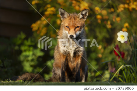 Close up of a red fox against colorful background in spring 80789000