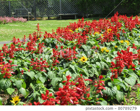 Sanyo Medea Flower Museum The bright red summer flower salvia in the front yard 80789279