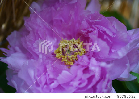 Purple button Kamada Fuji Purple button Kamada Fuji 80789552