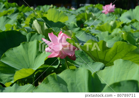 夏季上野不忍池蓮花 夏季上野不忍池蓮花 80789711