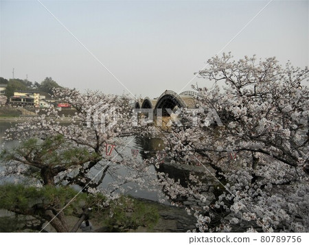 日本河景：山口縣岩國市的錦川、錦帶橋和盛開的櫻花 80789756